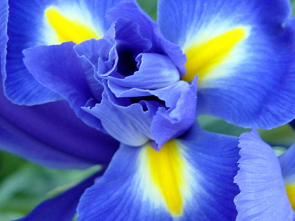 blueyellowiris.jpg