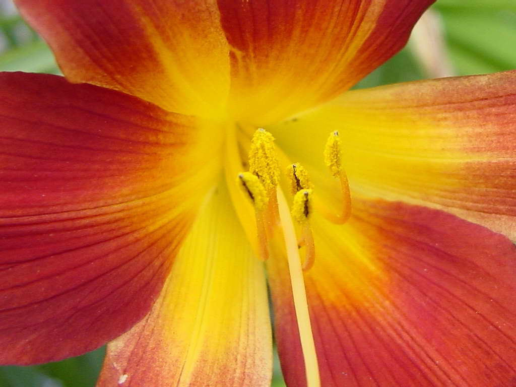 daylilly.jpg