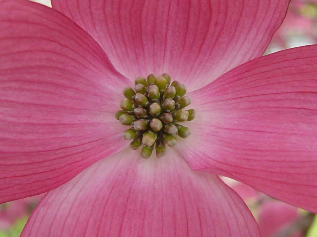 dogwood.jpg