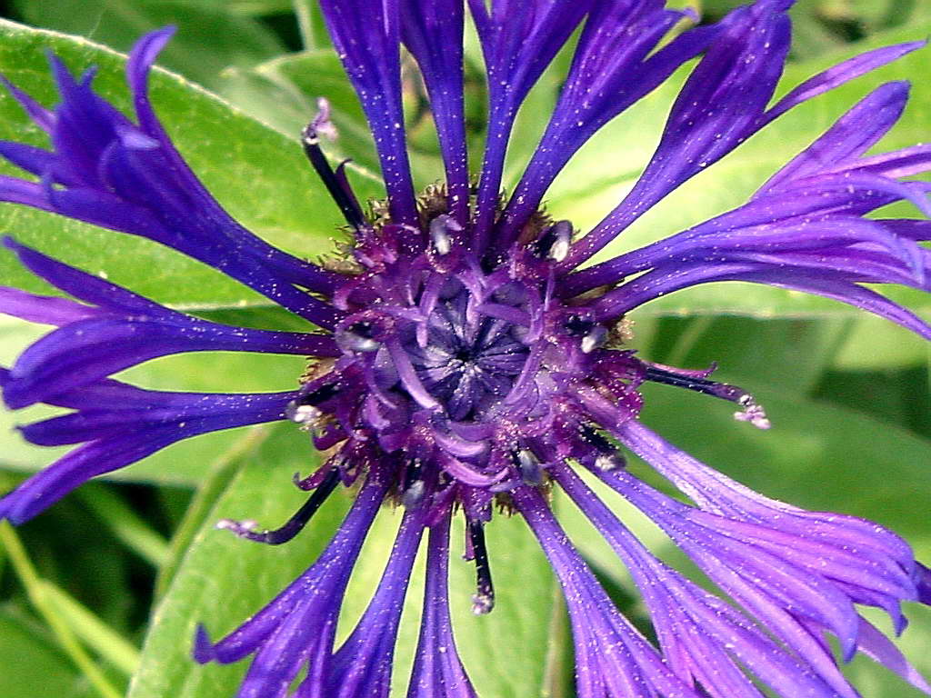 purplespider.jpg