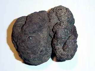 turd1.jpg