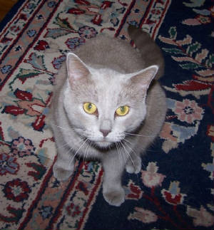 minka.jpg