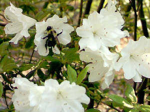 Bee On White Azalea