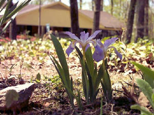 Miniature Purple Dutch Iris