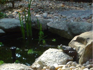 frog.jpg