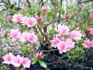 Pink Azalea Blooming In Natural Area