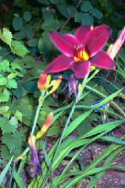 purple_lily_with_touch_yellow.jpg