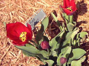 Red Tulips Blooming In 2004