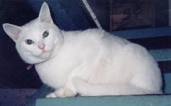 danscat.jpg