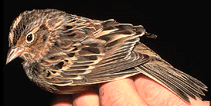fattybird.gif