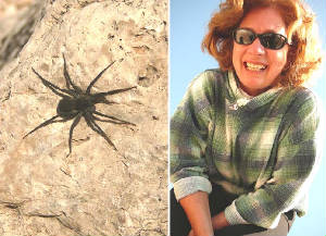 spider.jpg