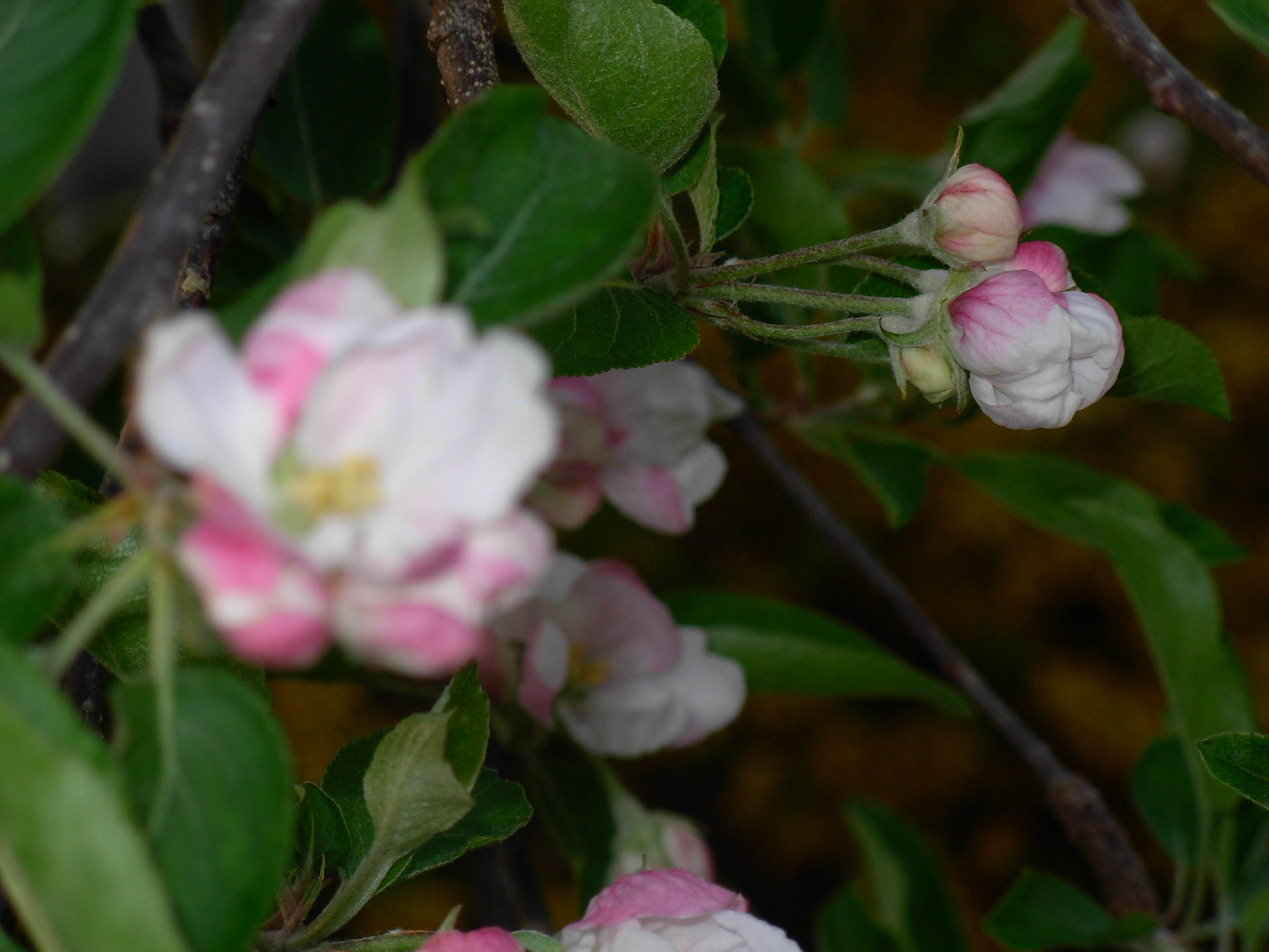 Magnolia.052.jpeg