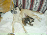 comet_litter2.jpg
