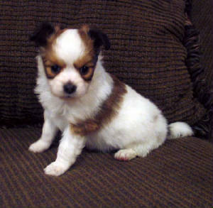 papillonpups5weeks017.jpg