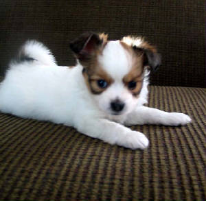 papillonpups6weeks002.jpg