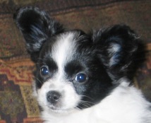 shelbyheadshot8wks..JPG