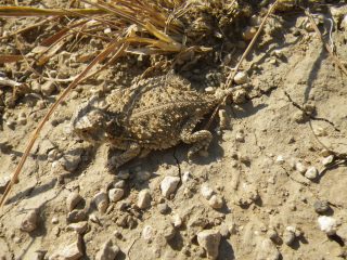 Horned Lizard