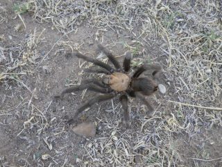 Tarantula