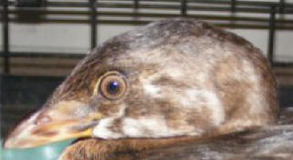 brown eyes feathered loon from kanawha county