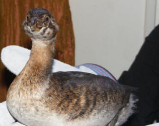 west virginia young loon head and neck