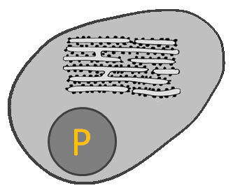 Plasma Cell