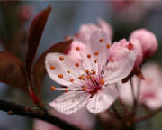 blossomw.jpg