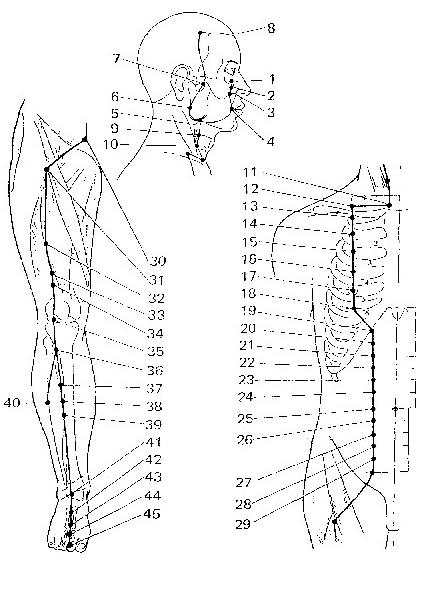 stomach-meridian