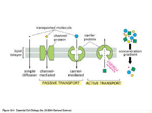 12_04_passive_active_transport.jpg