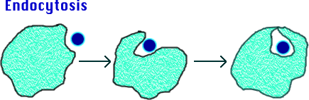 endocytosis.gif