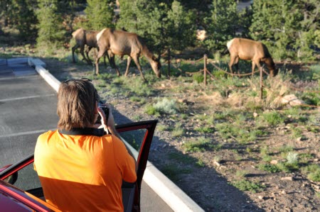 Elk in Mather Point parking lot