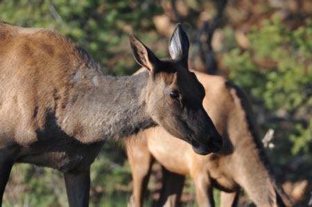 Elk in Mather Point parking lot