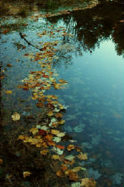 Fall.season.2008.a.jpg