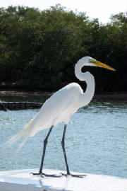 Fl.Keys.Egret.jpg