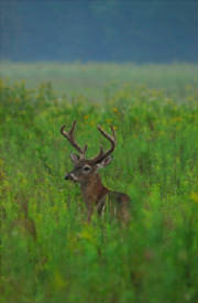 cades.cove.9.07.jpg