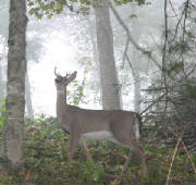 deer002quickemailview.jpg