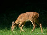 deerfawn4cumberlandgaplargewebview.jpg