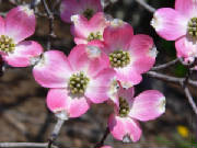 dogwoodlargewebview.jpg