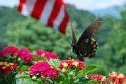 flowers.lantana.butterfly.jpg