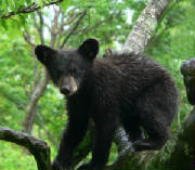 grandfathermtn.a.2006.jpg