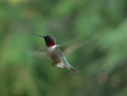 hummingbirdinflightlargewebview.jpg