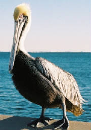 pelicanlargewebview.jpg