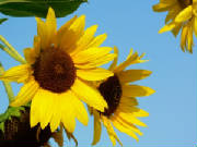 sunflower.jpg