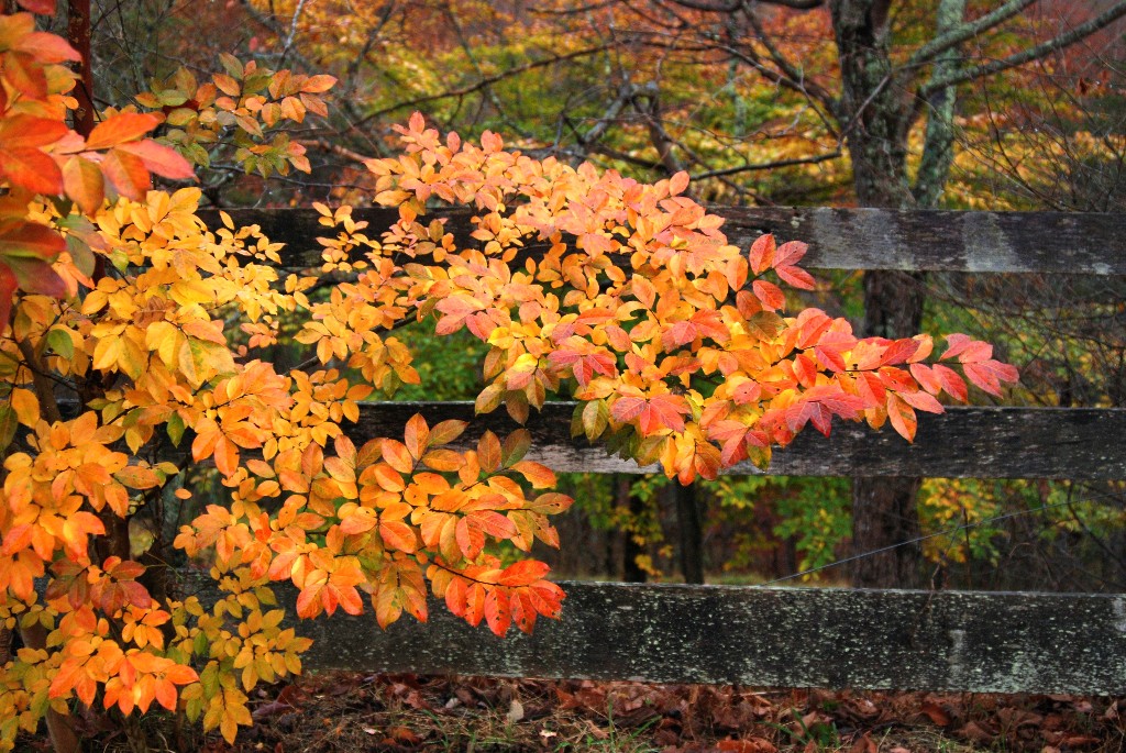 Fall.a.2010.jpg