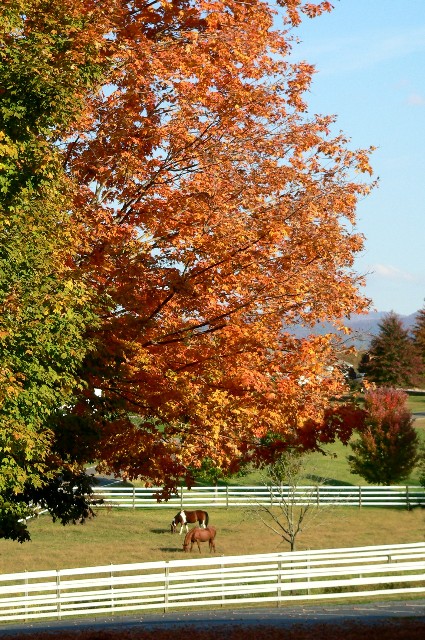 Fall.d.2010.jpg