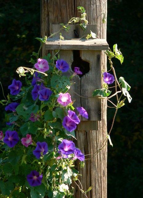 Farm.Birdhouse.jpg