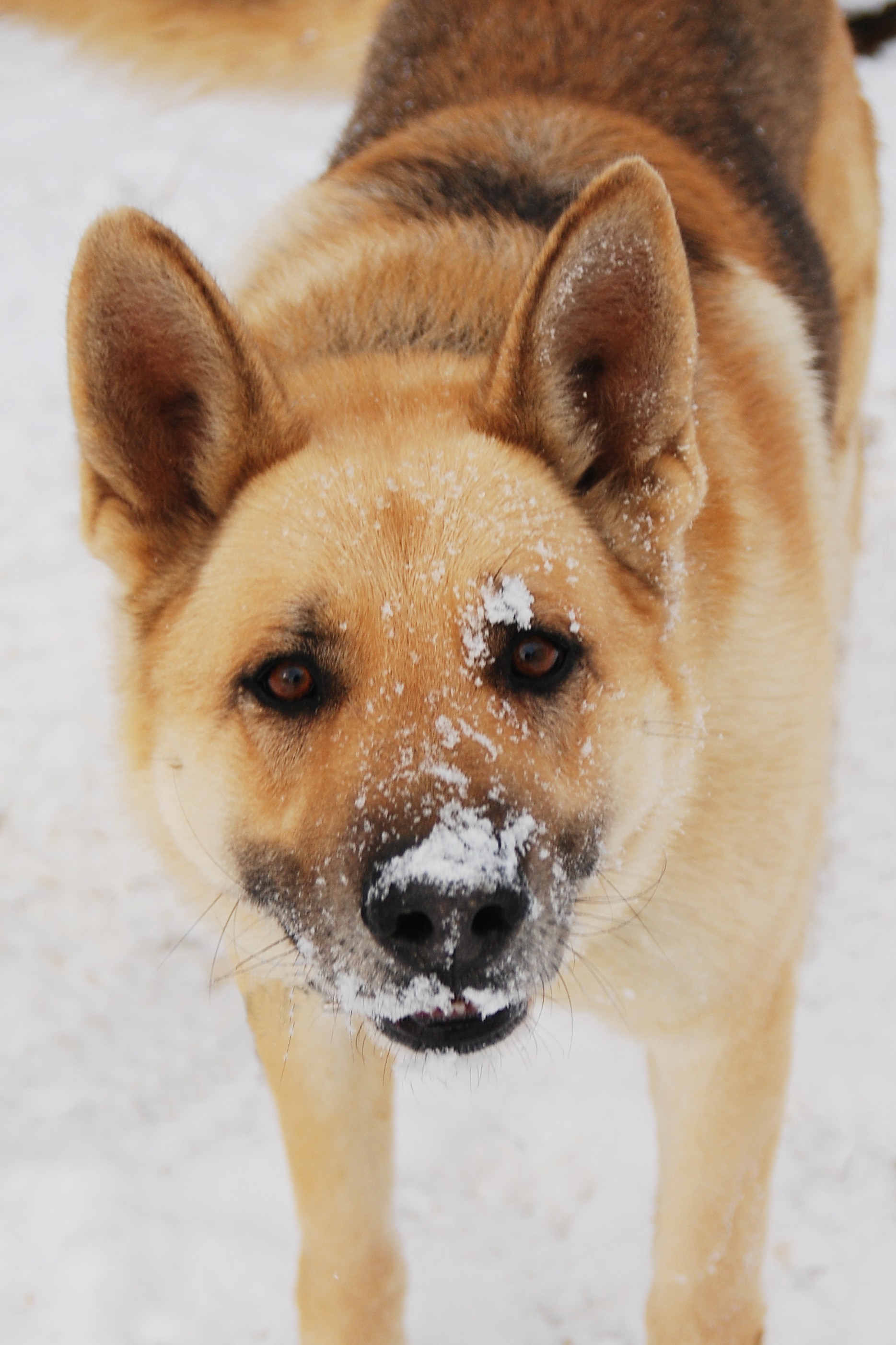 Max.snow.2.27.08.001.JPG