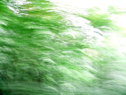 abstract.trees.3.jpg