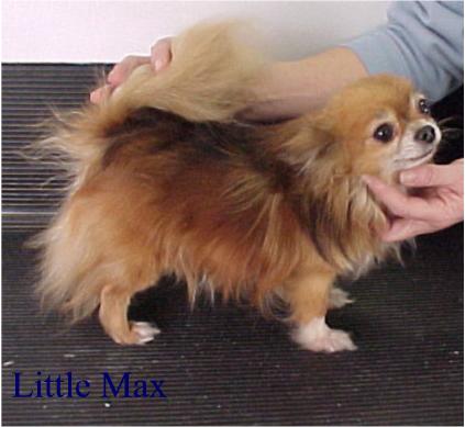 littlemax.jpg