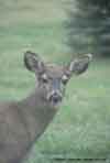 Deer Friend, ©1982