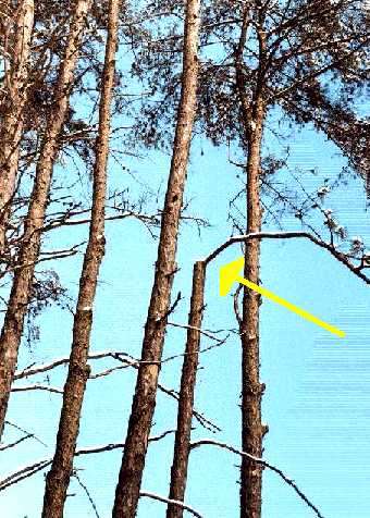 Color photograph showing one pine tree in a group of pine trees, its top lopped off and left with one living branch immediately below that. This tree will die very soon.